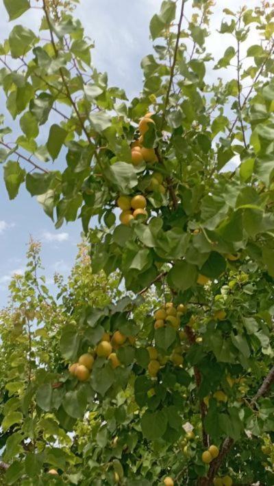 Aνεξάρτητη Παραδοσιακή Πέτρινη Κατοικία Corinth エクステリア 写真